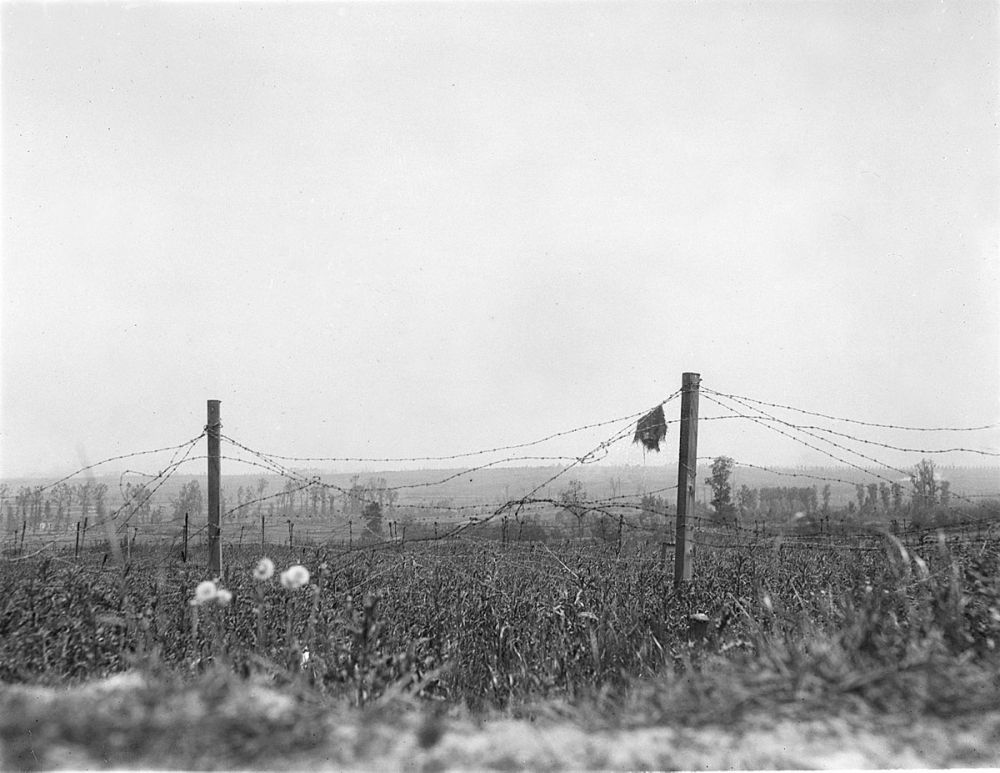 Barbed wire defences line the battlefield at Messines. The ruins of Messines village lie on the ridge in the background, 5 June 1917.